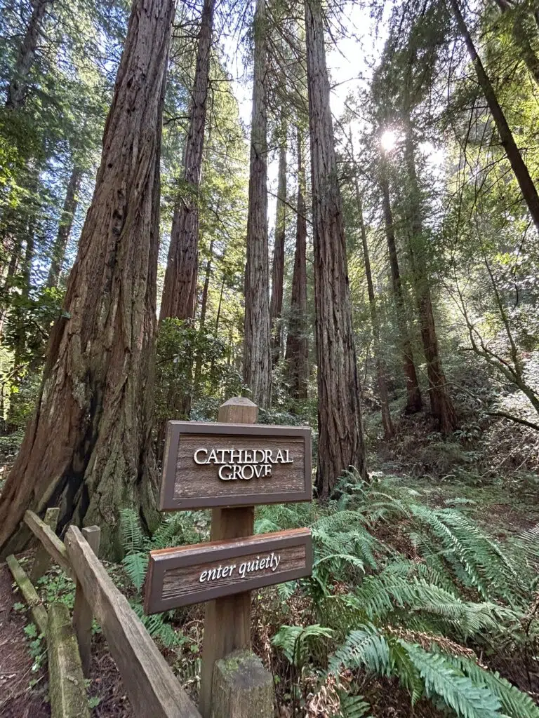 Towering redwood trees at Cathedral Grove in Muir Woods with wooden signs reading "Cathedral Grove" and "enter quietly".