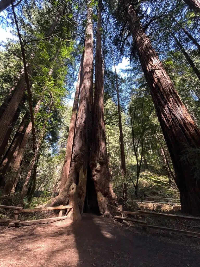 Towering coast redwood tree with hollow base opening at Muir Woods National Monument, surrounded by old-growth forest.