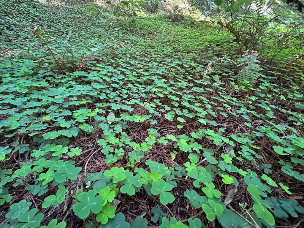 Lush green redwood sorrel plants with heart-shaped leaves carpeting a forest floor covered in brown pine needles.