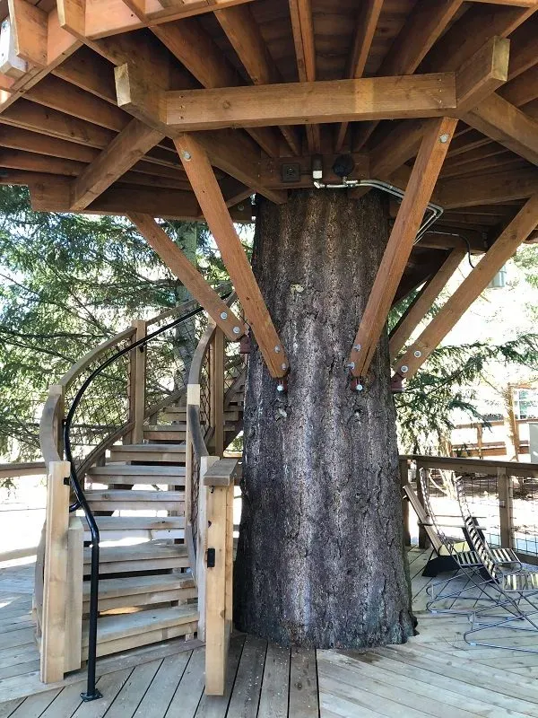 Wooden treehouse structure at Microsoft Redmond campus with spiral staircase, support beams radiating from large tree trunk